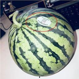 吃瓜网红高清头像,揭秘吃瓜网红高清头像背后的魅力 第3张 吃瓜网红高清头像,揭秘吃瓜网红高清头像背后的魅力 第3张